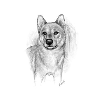 pencil sketch artwork of a dog