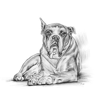 pencil sketch art of a dog