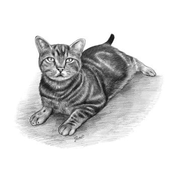 pencil sketch art of a cat laying down