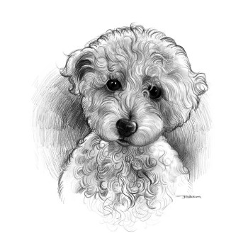 pencil sketch portrait of a dog