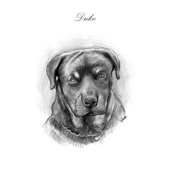 pencil sketch drawing of a dog with text of Duke