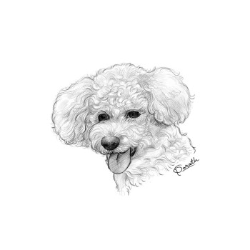 pencil sketch drawing of a dog