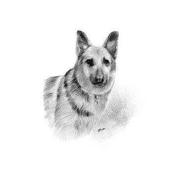 pencil sketch artwork of a dog