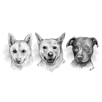 pencil sketch drawing of 3 dogs' faces