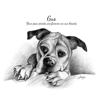 pencil sketch portrait of a dog with text Gus Your Paw Prints are Forever on our Hearts