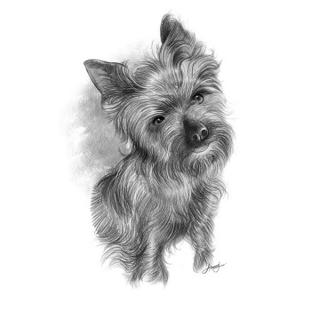 pencil sketch drawing of a dog