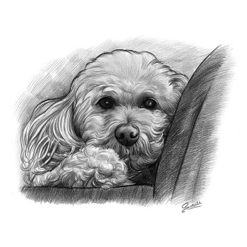 pencil sketch image of a dog's face