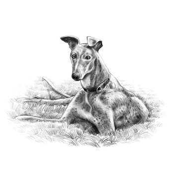 pencil sketch drawing of a dog laying in grass