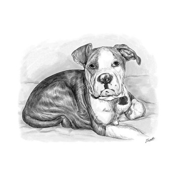 pencil sketch drawing of a dog sitting