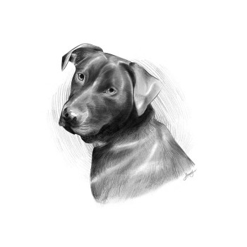 pencil sketch portrait of a dog's head