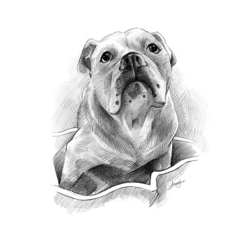 pencil sketch artwork of a dog looking up