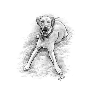 pencil sketch portrait of a dog laying in grass