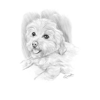 pencil sketch portrait of a dog's face 