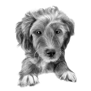 pencil sketch portrait of a pet dog