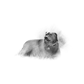 pencil sketch portrait of a pet dog