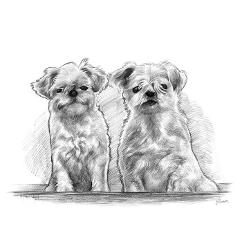 pencil sketch drawing of 2 dogs sitting