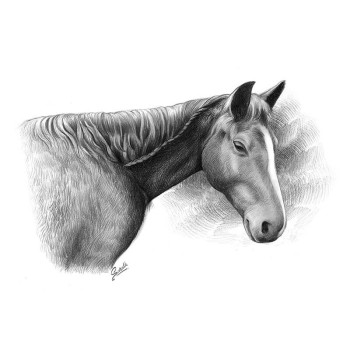 pencil sketch portrait of a horse's head and neck