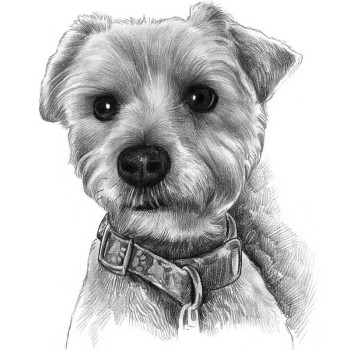 pencil sketch artwork of a dog