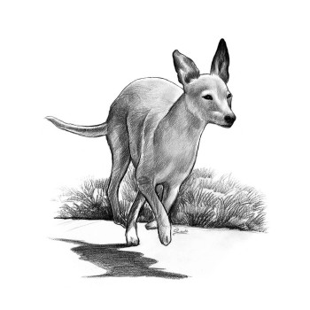 pencil sketch drawing of a running dog