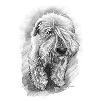 pencil sketch portrait of a dog