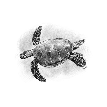 pencil sketch portrait of a turtle