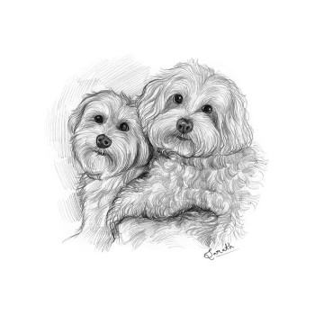 pencil sketch drawing of 2 dogs