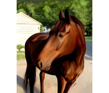 Horse Portraits - From A Photo