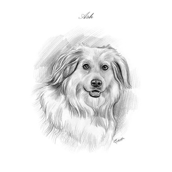 pencil sketch portrait of a dog's face with text Ash