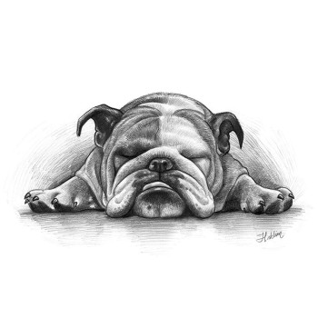 pencil sketch art of a sleeping dog's face