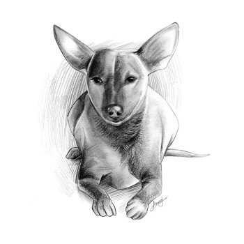 pencil sketch art of a dog