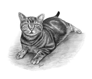 Cat Portraits - From A Photo