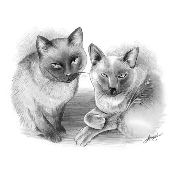 pencil sketch portrait of 2 cats