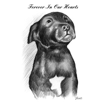 pencil sketch drawing of a dog with text Forever in our Hearts