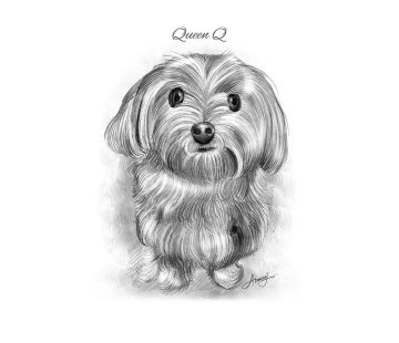 Pet Sketch - From A Photo