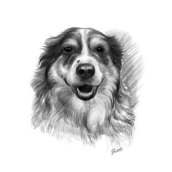 pencil sketch artwork of a dog's face