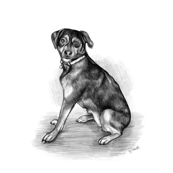pencil sketch of a sitting dog