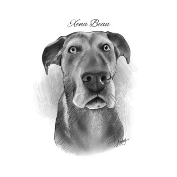 pencil sketch portrait of a dog's face with text Xena Bean