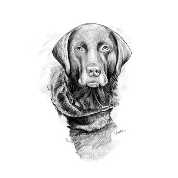 pencil sketch of a dog in the water