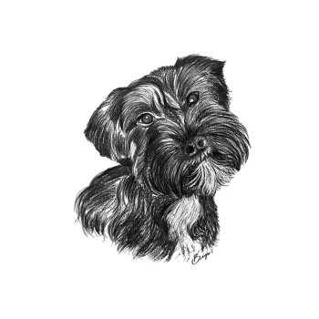 pencil sketch portrait of dog's face