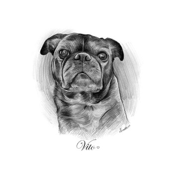 pencil sketch drawing of a dog with text Vito