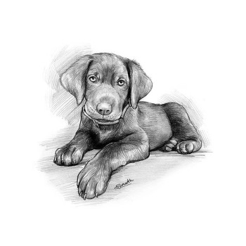 pencil sketch of a dog laying down