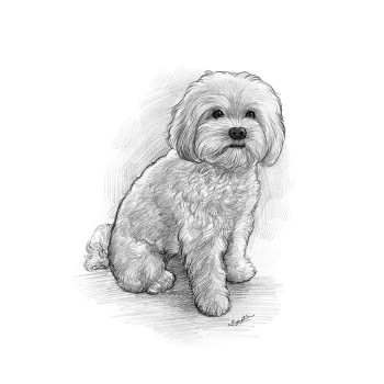 pencil sketch portrait of a sitting dog