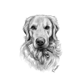 pencil sketch of a dog's face