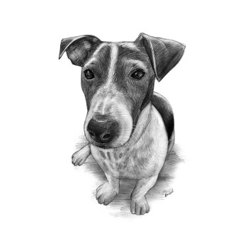 pencil sketch drawing of a sitting dog