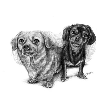 pencil sketch of 2 small dogs