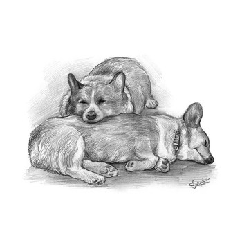 pencil sketch portrait of 2 dogs laying down