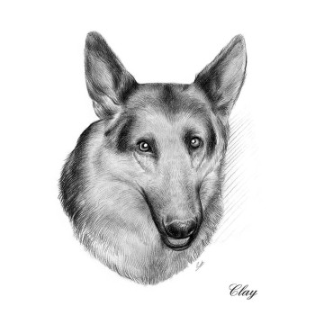 pencil sketch portrait of a dog with text Clay