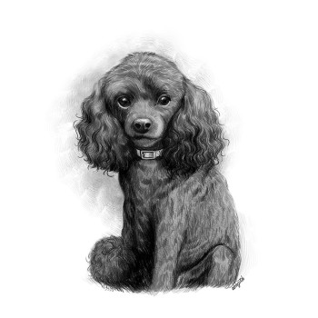 pencil sketch portrait of a dog sitting