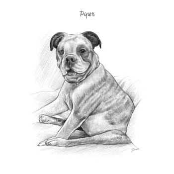 pencil sketch drawing of a sitting dog with text Piper