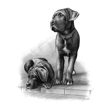 pencil sketch of 2 dogs